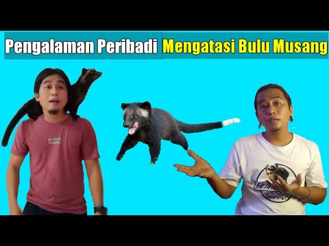 Pengalaman Pribadi Cara Mengatasi Bulu Musang Rontok