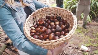 Ancient Aboriginal process for cooking black beans