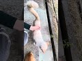 ♡しーちゃんとチャイ君🐈好き過ぎて無理やりシロに頭突きスリスリ😅 ωタマタマも📸w #猫 #白猫 #茶トラ #cat #猫のいる暮らし #ねこ #野良猫 #ネコ #猫好きさんと繋がりたい #癒し