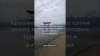Удивительно, но… в Японии существует остров, населенный кроликами. | #shorts