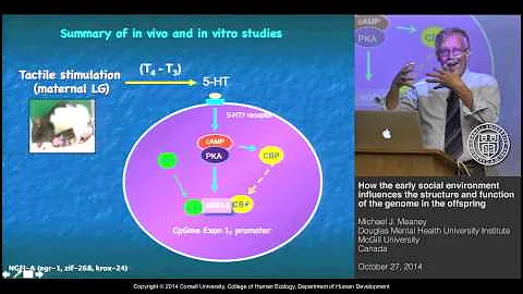 Michael J. Meaney - Early social environment influ...