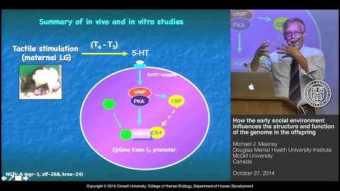 Michael J. Meaney - Early social environment influences structure and function of offspring genome