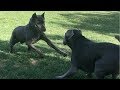 A HUGE Corso Makes an American Bandog Nervous