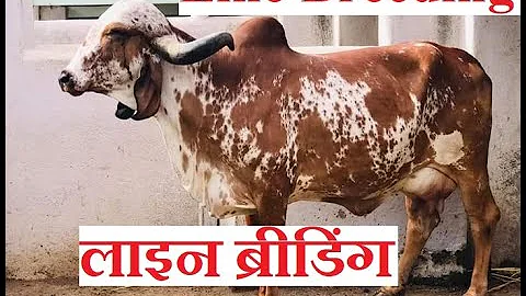 Line Breeding in Cattle | लाइन ब्रीडिंग | Anvesh Reddy | Gir Cattle Breeding |