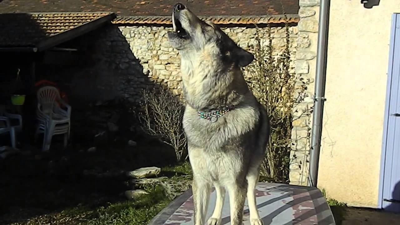 Génésys De La Louve Blanche Youtube