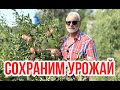 Как сберечь урожай яблок / Игорь Билевич