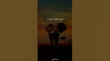 سورة الفيل | الشيخ أحمد العجمي | #احمد_العجمي