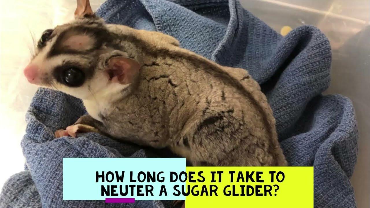 Sugar Glider Neuter YouTube