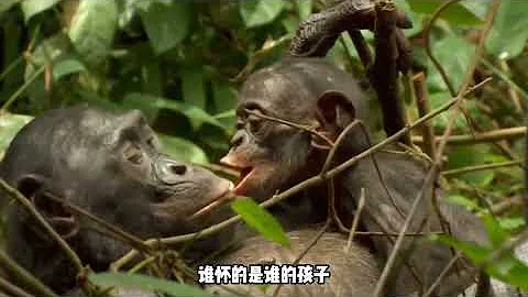 倭黑猩猩的交配方式，為何會採用多夫多妻？孩子交配老母親放哨？ 【趣普聞新】 - 天天要聞