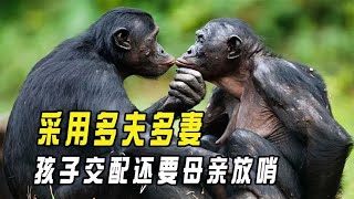 倭黑猩猩的交配方式，為何會採用多夫多妻？孩子交配老母親放哨？ 【趣普聞新】