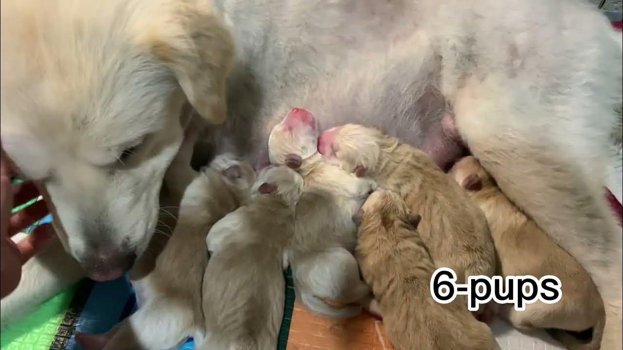 My DOG GIVING BIRTH YouTube