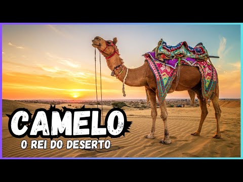 Vídeo: Velocidade do camelo: informações interessantes