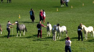 Merlod Mynydd Cymreig - Eboles Blwydd | Welsh Mountain Ponies - Yearling Filly