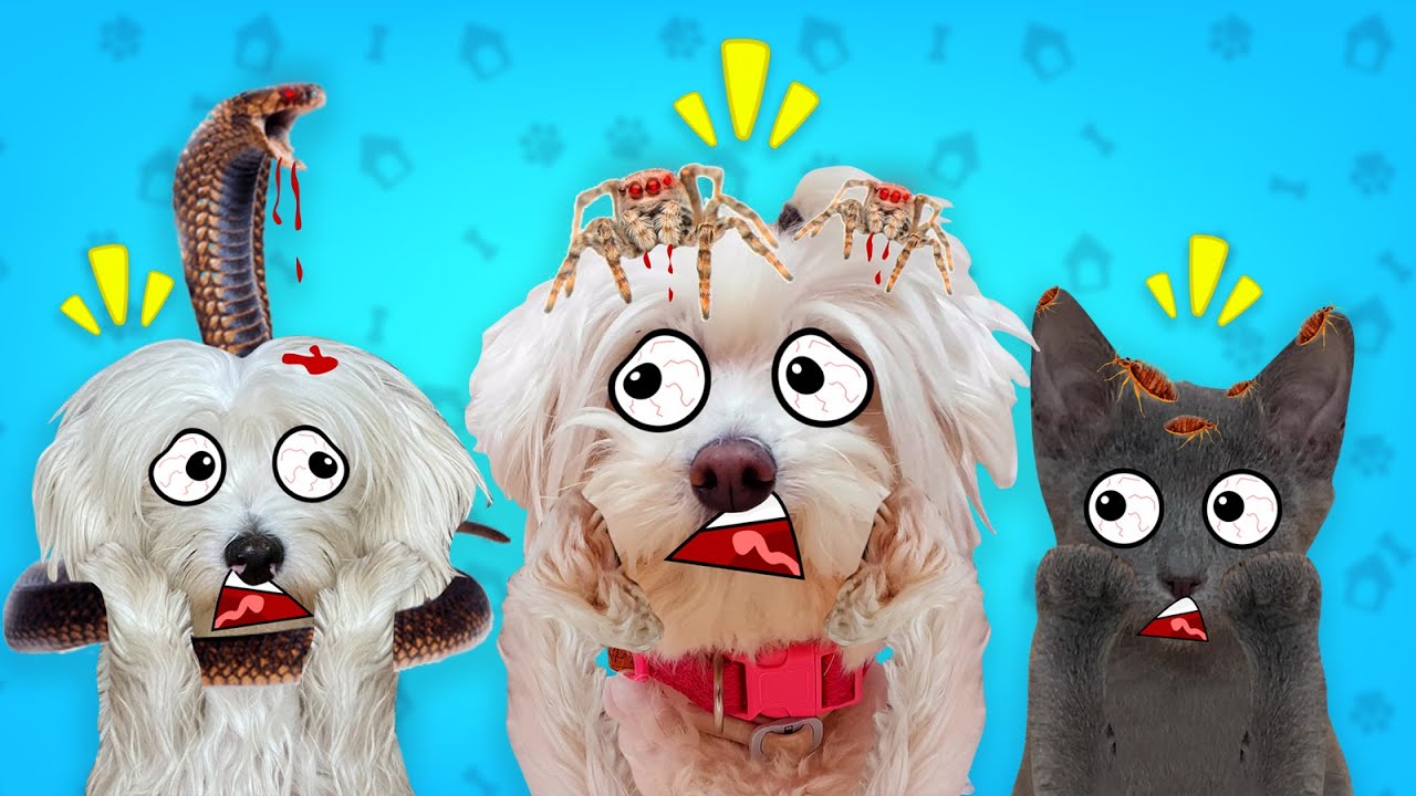 LOS BICHOS ATACAN A MIS MASCOTAS !!