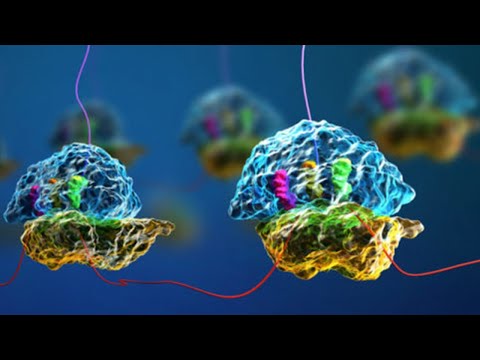 Video: ¿Cuál es la función de los ribosomas en los niños?
