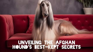 Unveiling the Afghan Hound's BestKept Secrets #afghanhound #dog #whatsappstatus