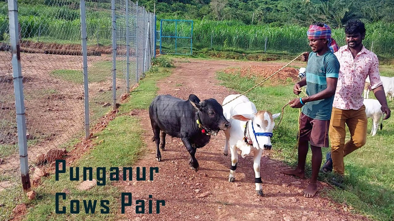 Lovely Pair Of Punganur Cows White Black Shortest Indian Cow Breed Lovely Pair Of Punganur Cows White Black Shortest Indian Cow Breed