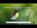 The Hunt for the PURPLE RUMPED SUNBIRD - Part 2 | URBAN BIRD PHOTOGRAPHY in Bandra, Mumbai