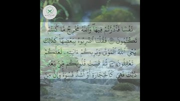 سورة البقرة  الشيخ محمد الفقيه  #duet #اكسبلور #تيك_توك #quran #love #quotes #اكسبلور