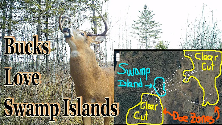 Hunting Swamp Islands; Strategy