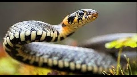 FAMILY IN SHOCK AS A SNAKE VISITS  THE GRAVE OF THEIR LATE DAD WHO WAS A SNAKE HANDLER.