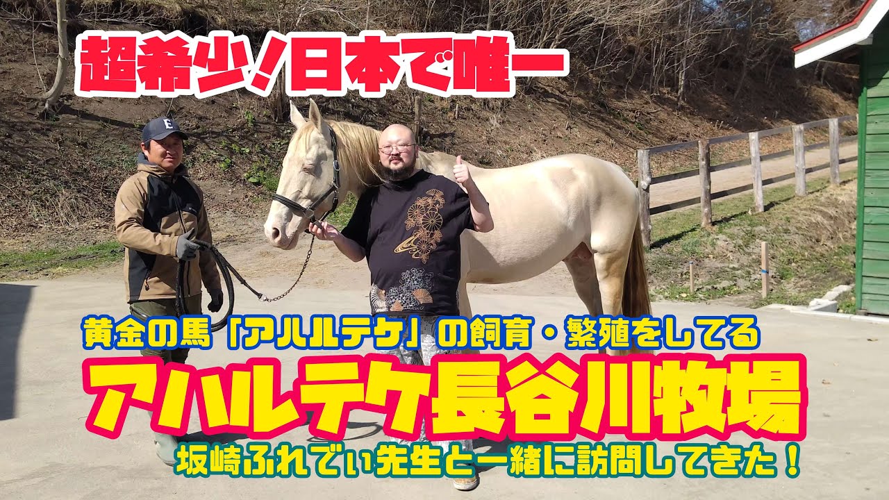 I met the only golden horse in Japan, the Akhal-Teke! - YouTube