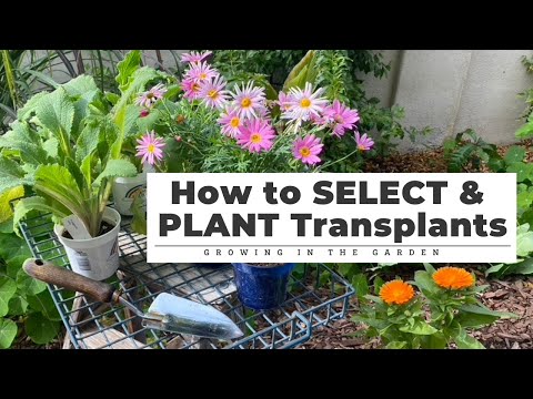 Video: Advies aan een beginnende tuinier. Wanneer de gastheer transplanteren?