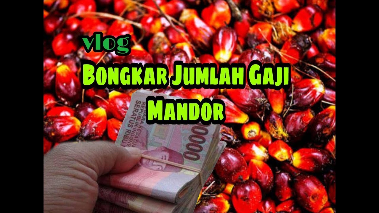 Gaji Mandor Sawit  Kalimantan Jangan Ngintip Gaji Mandor 
