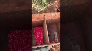 99999 corn growing #video