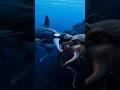 ¡Orca Gigante Ataca a un Pulpo Colosal! 😱 Batalla Real en las Profundidades#Orca #PulpoGigante