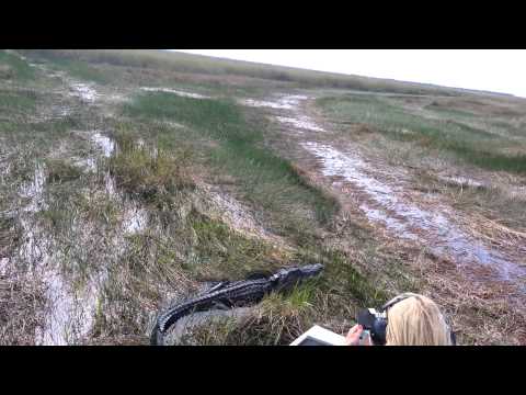 Huge Alligator in the Everglades on an Airboat
