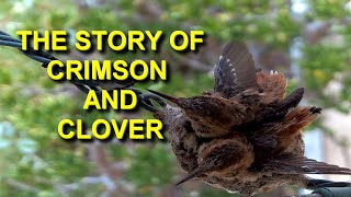 Hummingbird Nest Documentary: Heartbreaking Story of Two Hummingbird Babies