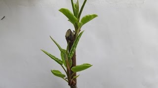 Зимняя прививка - результат Зимняя прививка - результат