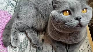 Кошечка и бисер/My cat Кошечка и бисер/My cat