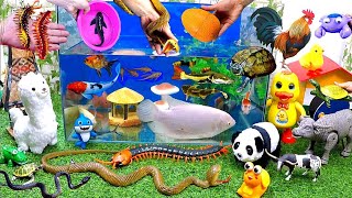 Catch Cute Animals, Rainbow Chicken, Panda, Turtle, Catfish, Crocodile, Snakes, Goldfish