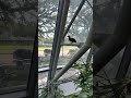 Rare birds at the butterfly center