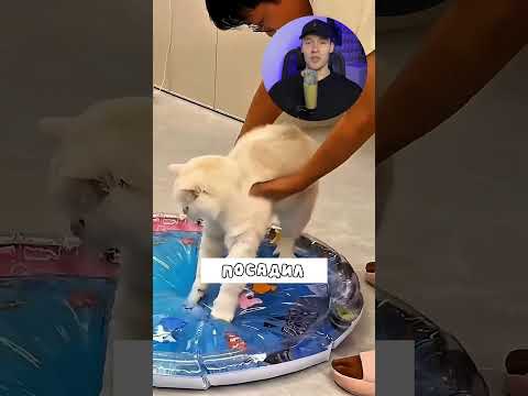 Никогда не покупайте это своим котам😄 #коты #животные #shorts