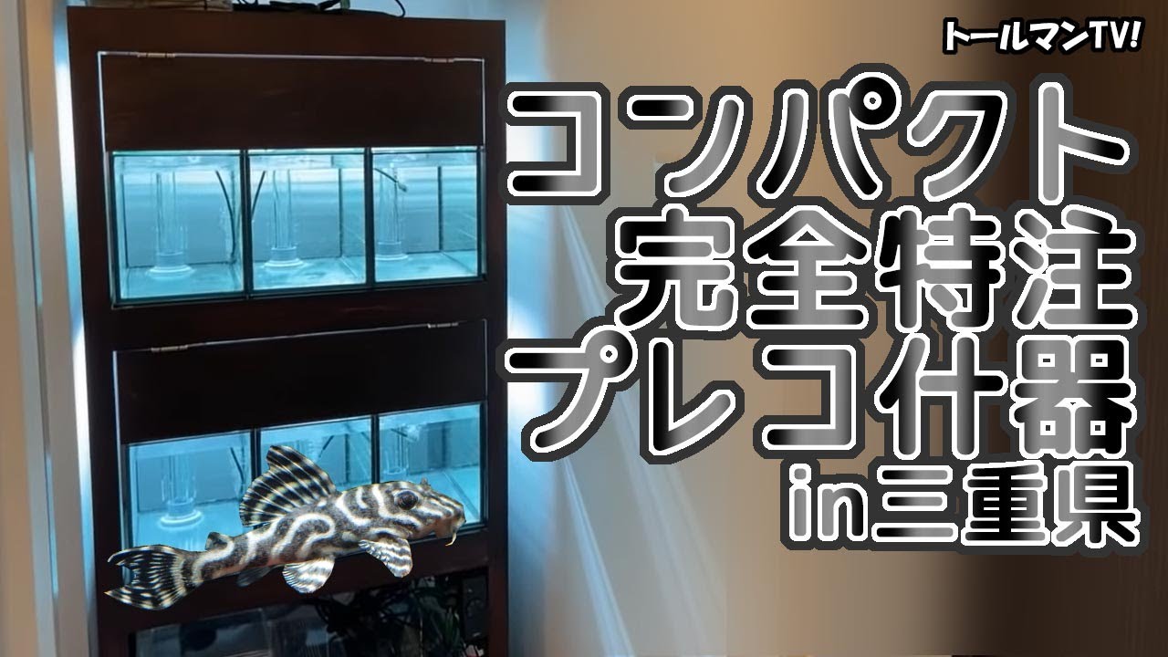 コンパクト完全特注プレコ什器 in三重県【アクアリウムトールマン動画 