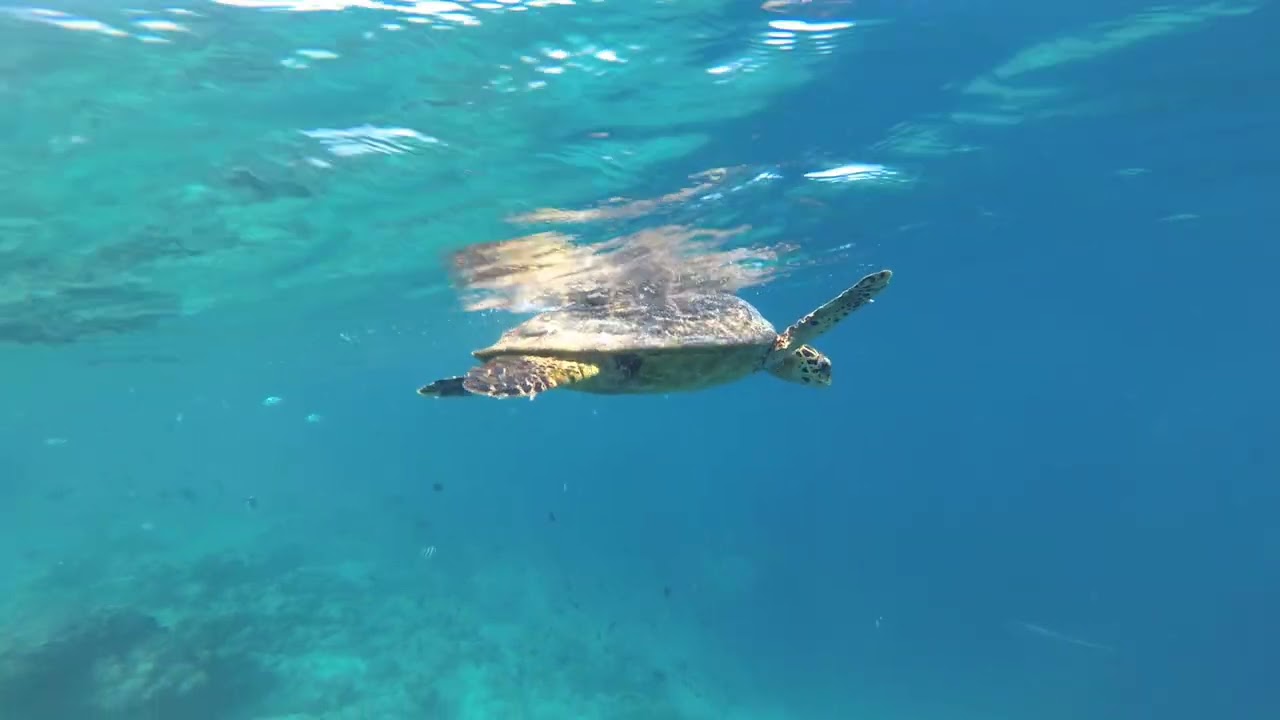 🇲🇻 Turtle Snorkeling 🐢 - Dharavandhoo Bikini Beach, Maldives 🏝