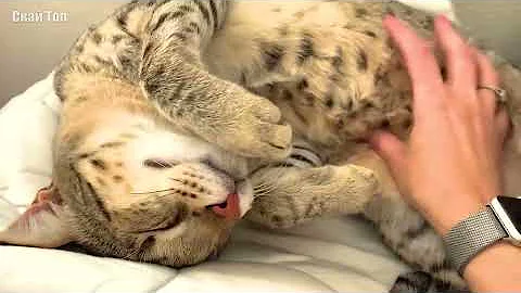 Удивительные Дикие Кошки, которых можно держать дома
