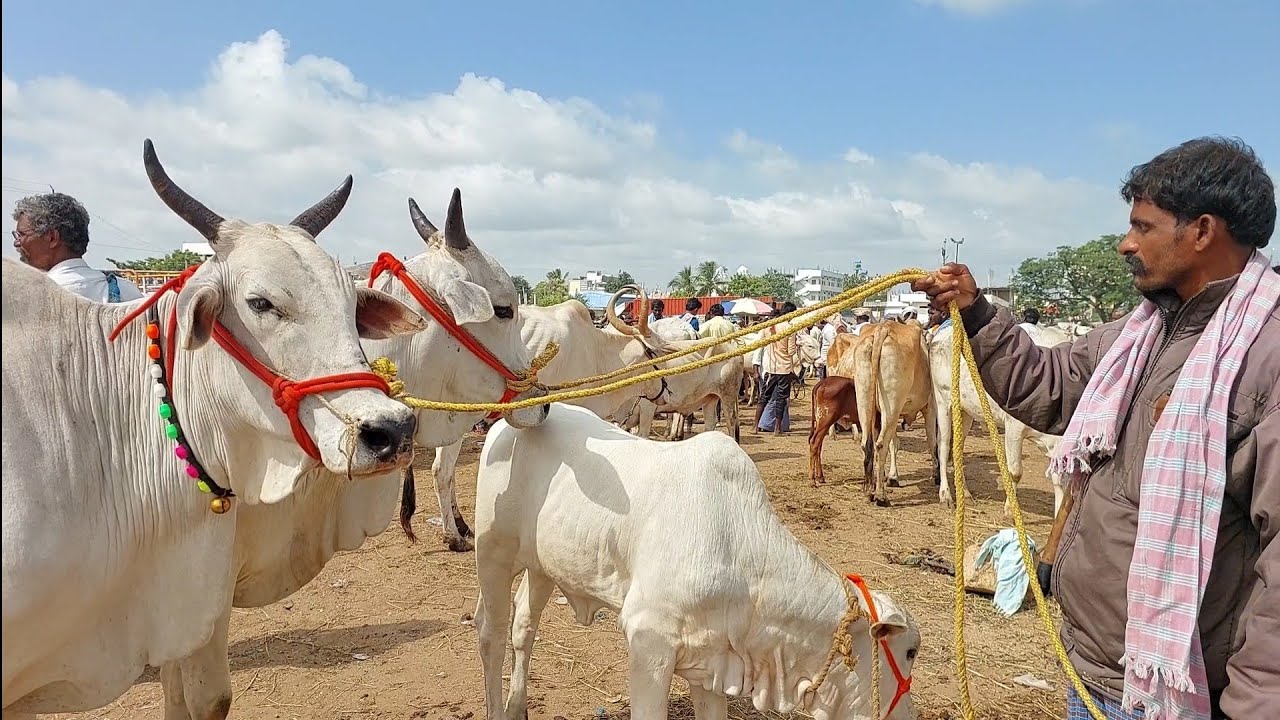 పెబ్బేరు శనివారం సంతలో ఈ వారం భారీ సైజు పెద్ద ఆవులు | Pebbair cow market | cow prices @purnafarms 