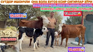 картинка: СУТДОР ИШОНЧЛИ ОНА БОЛА БУГОЗ КСИР СИГИРЛАР ЗЎРИ СОТЛАДИ АРЗОН НАРХДА 22-октябрь 2025 