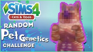 Adding Some Rainbow Catous!!  Random Pet Genetics Challenge!!  Experiment #4