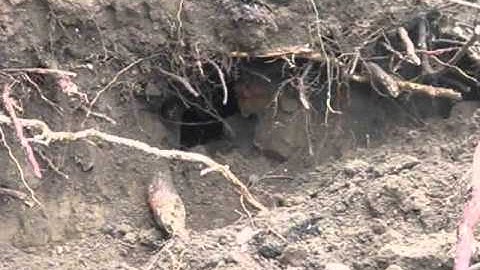 Ecological Impact Mitigation with ENiMS - Badgers