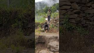 Rare Quality And Natural Breed Of Tibetan Mastiff Himalayan Mastiff