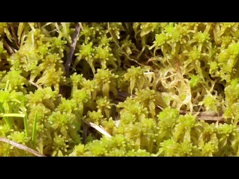 Vidéo: Qu'est-ce que la mousse de tourbe ? Conseils pour utiliser la mousse de tourbe dans les jardins