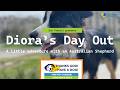 Fluffy Geniuses Crew | Diora` Day Out #australianshepherd #австралийскаяовчарка  #аусси #dogs #puppy