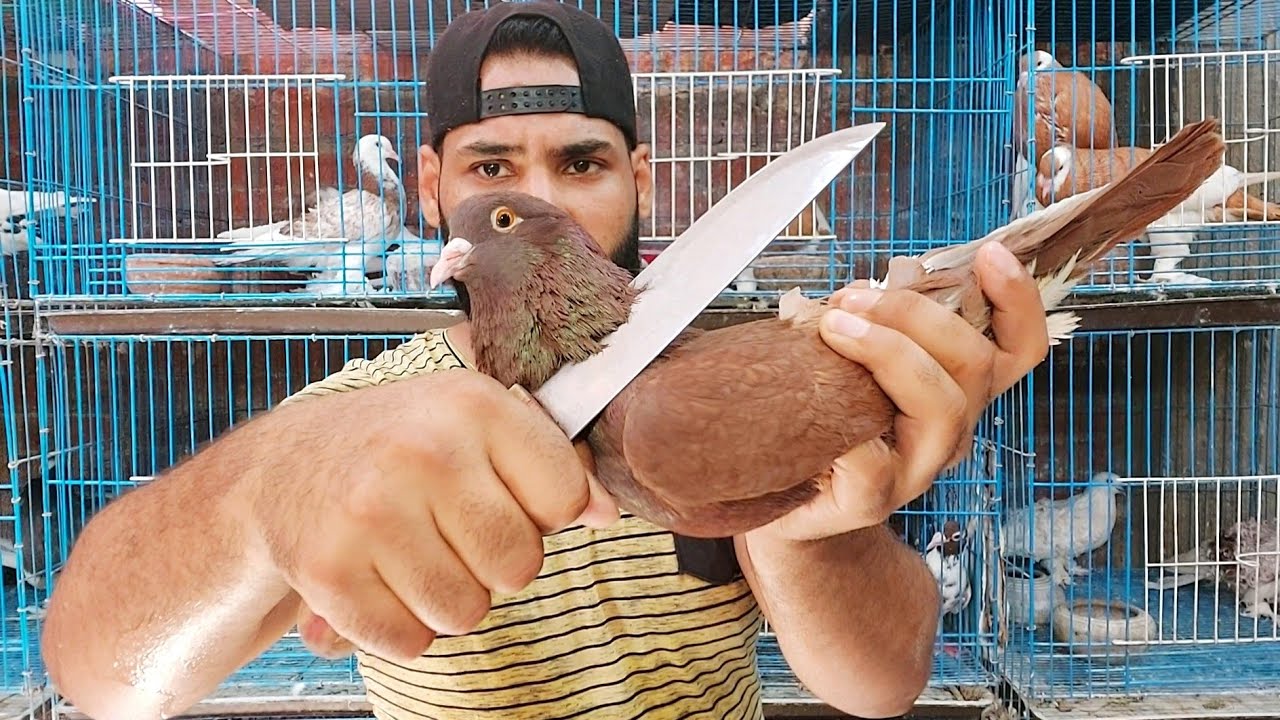 لو عندك فرد حمام زي ده ادبحه | اوعي تخليه وسط حمامك