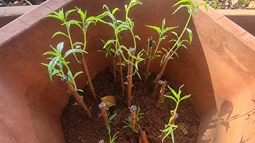 Cách giâm cành đào và kết quả giâm cành đào mới nhất 2024