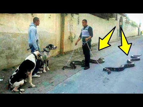 11 ANIMAUX DOMESTIQUES